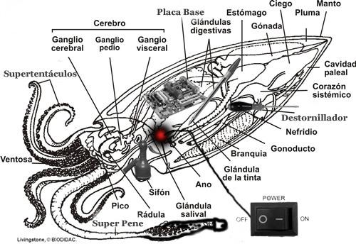 Anatomía de una Sepia