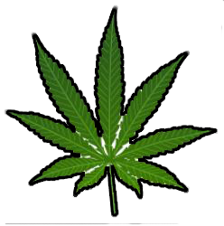 Planta Marihuana.png