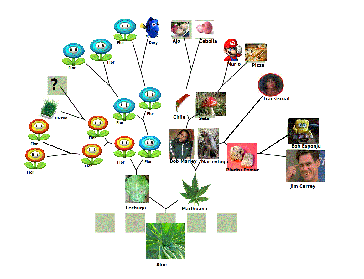 árbol genealógico del aloe