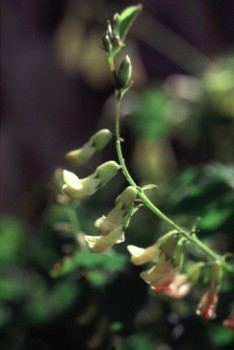 Astragalus.jpg