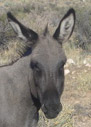 Burro.JPG