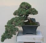 Bonsai.jpg