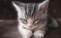 Muestra de Gato/Minino