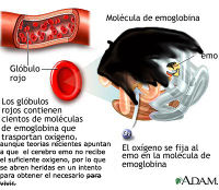 Emoglobina.jpg