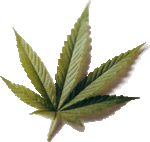 Marihuana flor.gif