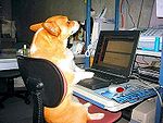 Perro en computadora.jpg