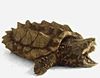 Tortuga aligator jaaaaa.JPG