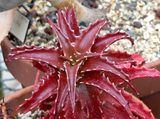 Aloe Otoño.jpg