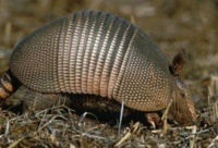 Muestra de Armadillo Bala