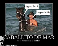 Caballitos de Mar,.jpg