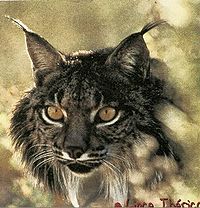 Muestra de Lince iberico