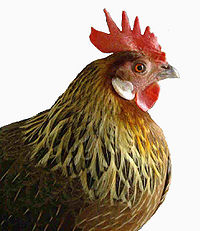 Muestra de Gallina.