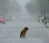 Perro abandonado bajo la lluvia.jpg