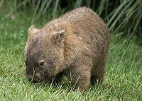 Muestra de Wombat