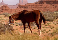 Muestra de El Caballo del Malo