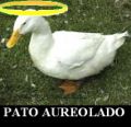 Pato aureoladoSSBB.jpg