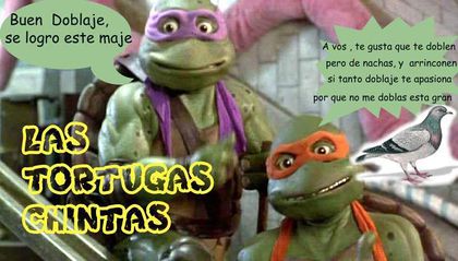 Tortugas chintas.jpg