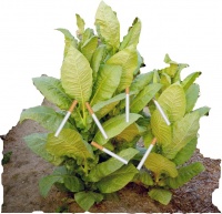 Planta tabaco.jpg